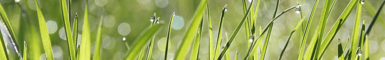 header_image